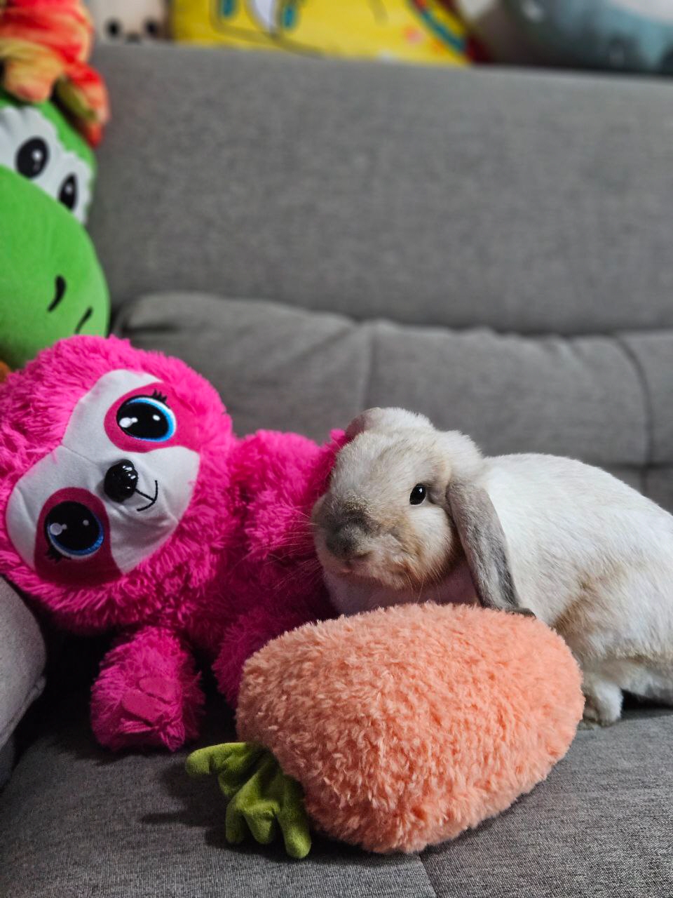 Shannon's soft toys and bunny